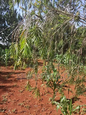 Golden Palm Estate Kiambu Secure Fully Serviced 1/4ac in Gated Court