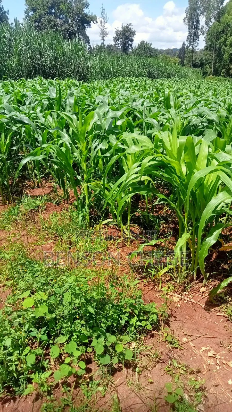 2 Acres of Land for Sale in Maragua Summary