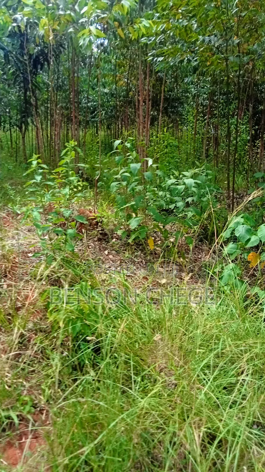 2 Acres of Land for Sale in Maragua Summary