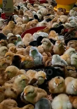 Chicks For Sale