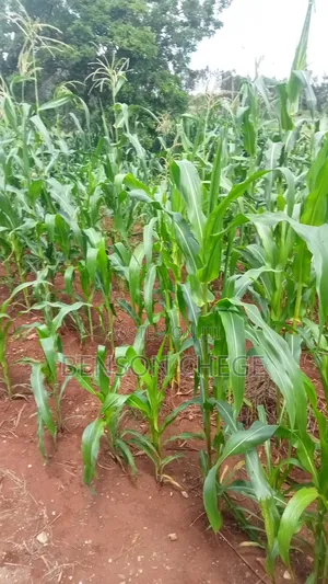 2acre for Sale in Maragua Summary Land