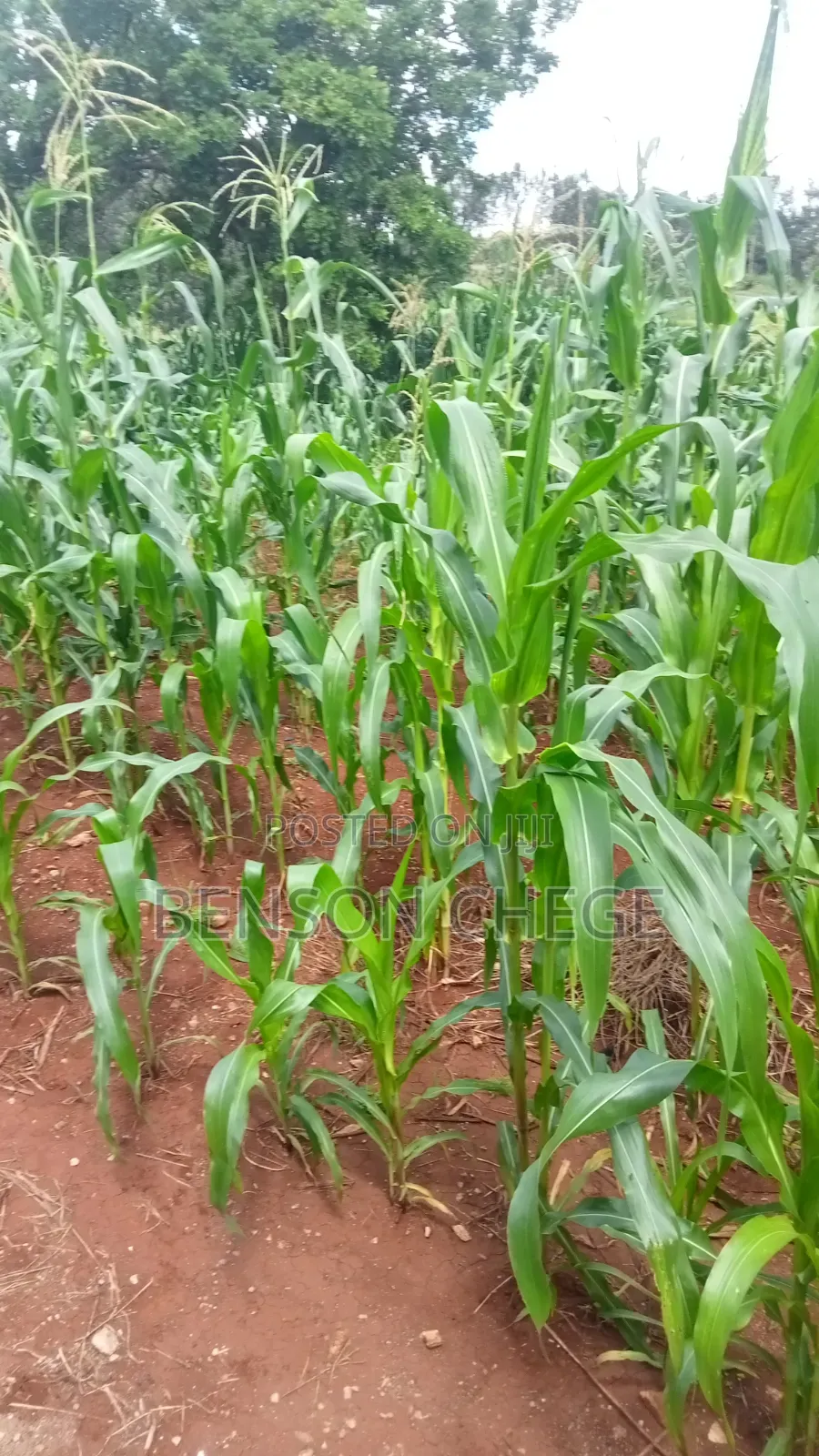 2acre for Sale in Maragua Summary Land