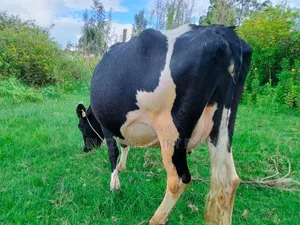Special Animal