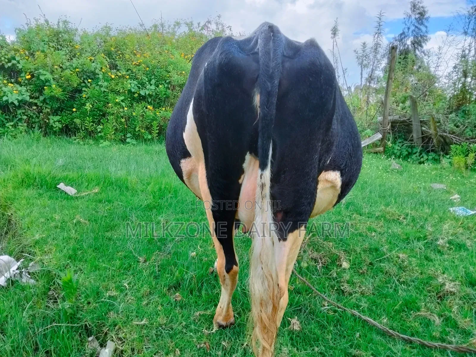 Special Animal