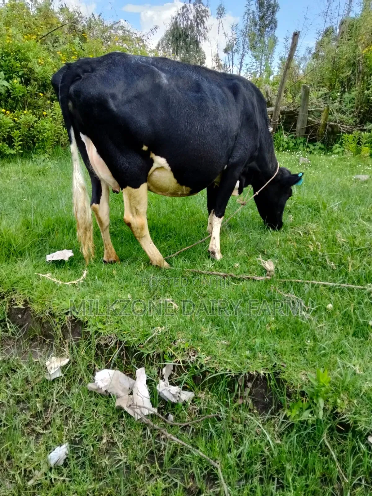 Special Animal