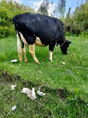 Special Animal