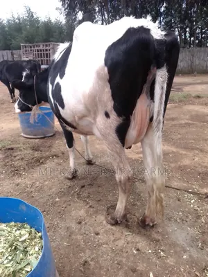 Frisian Housten