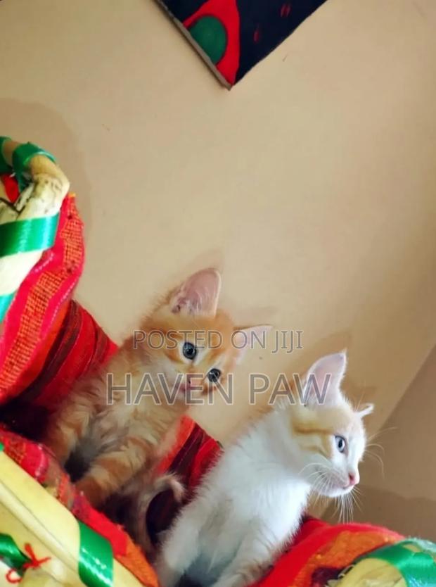 1-3 months Male Mixed Breed Tabby - thumbnail 2