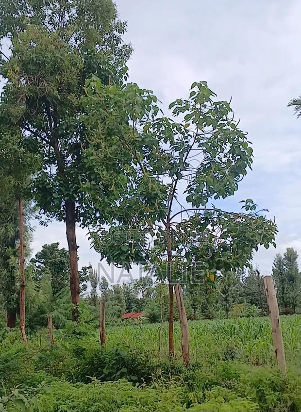 Fertile Half Acre in Kirinyaga County Near Kerugoya, Kutus and Kagio