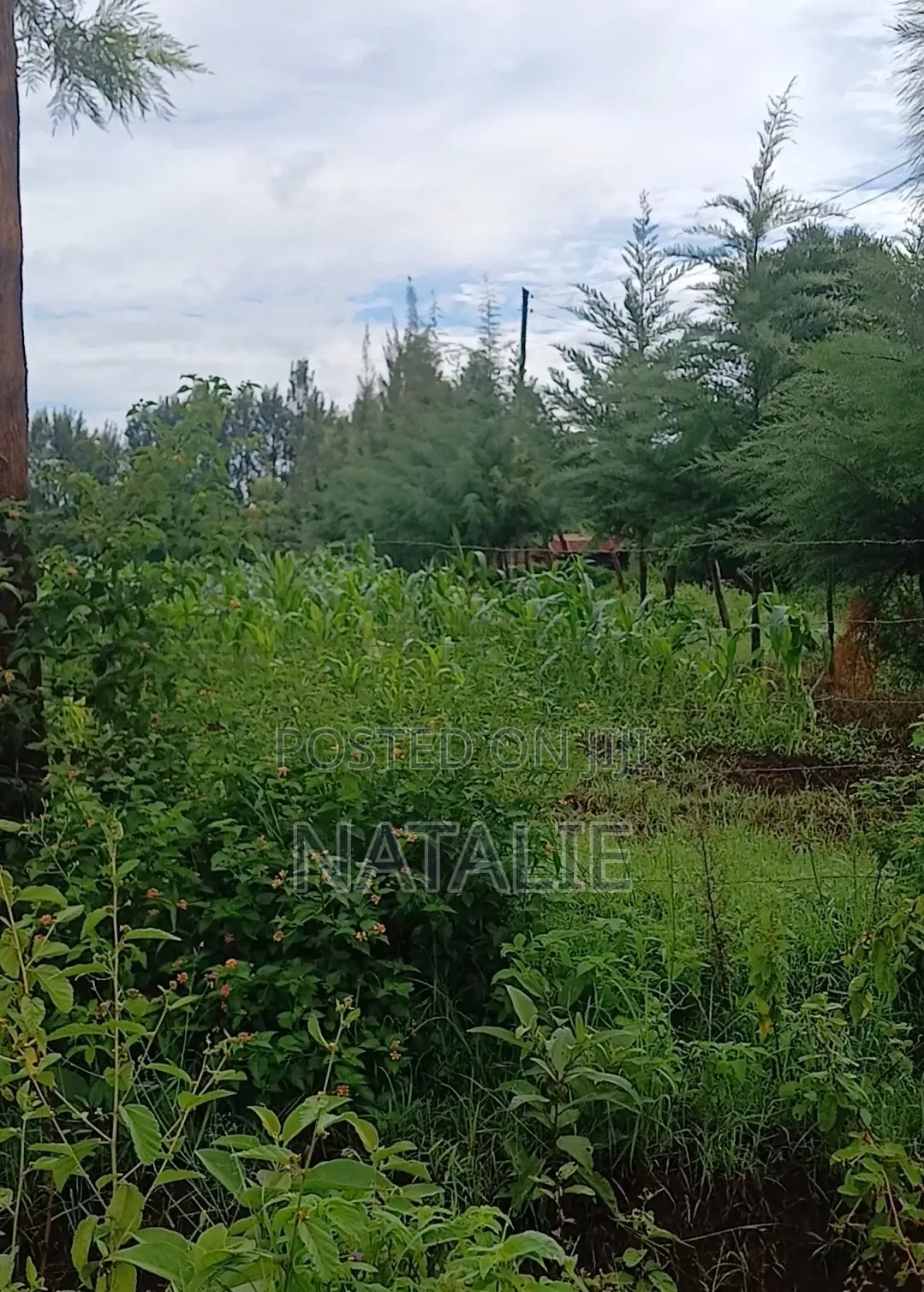 Fertile Half Acre in Kirinyaga County Near Kerugoya, Kutus and Kagio