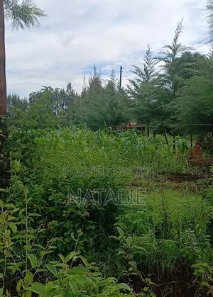 Fertile Half Acre in Kirinyaga County Near Kerugoya, Kutus and Kagio