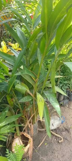 Cardamom Seedlings