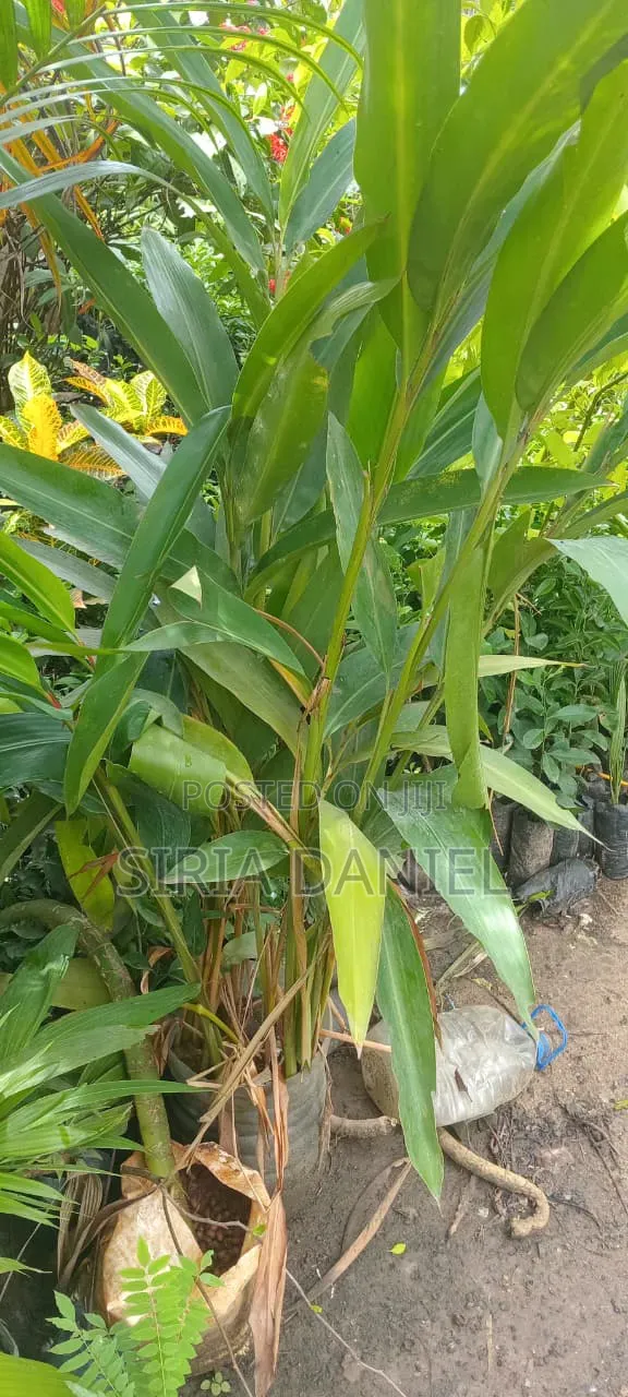 Cardamom Seedlings