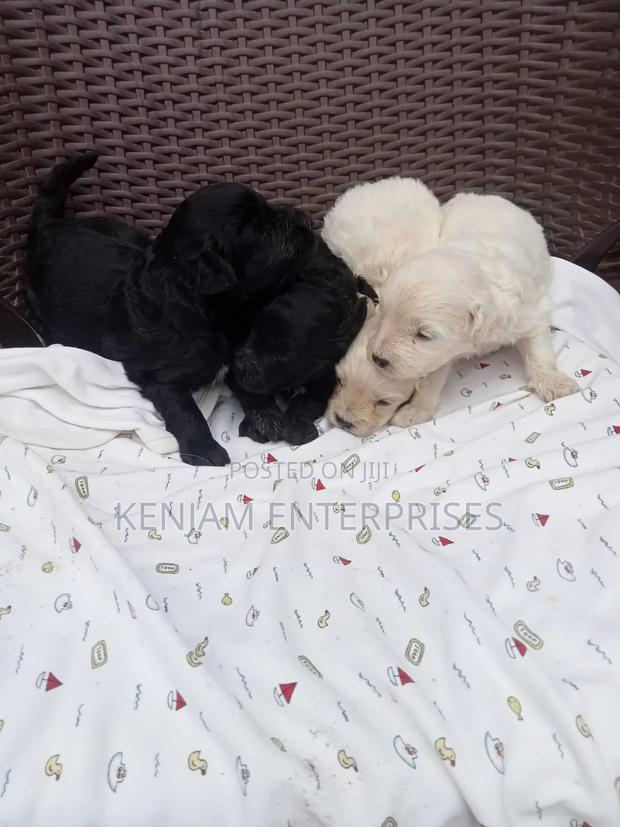 1-3 months Male Purebred Labrador Retriever