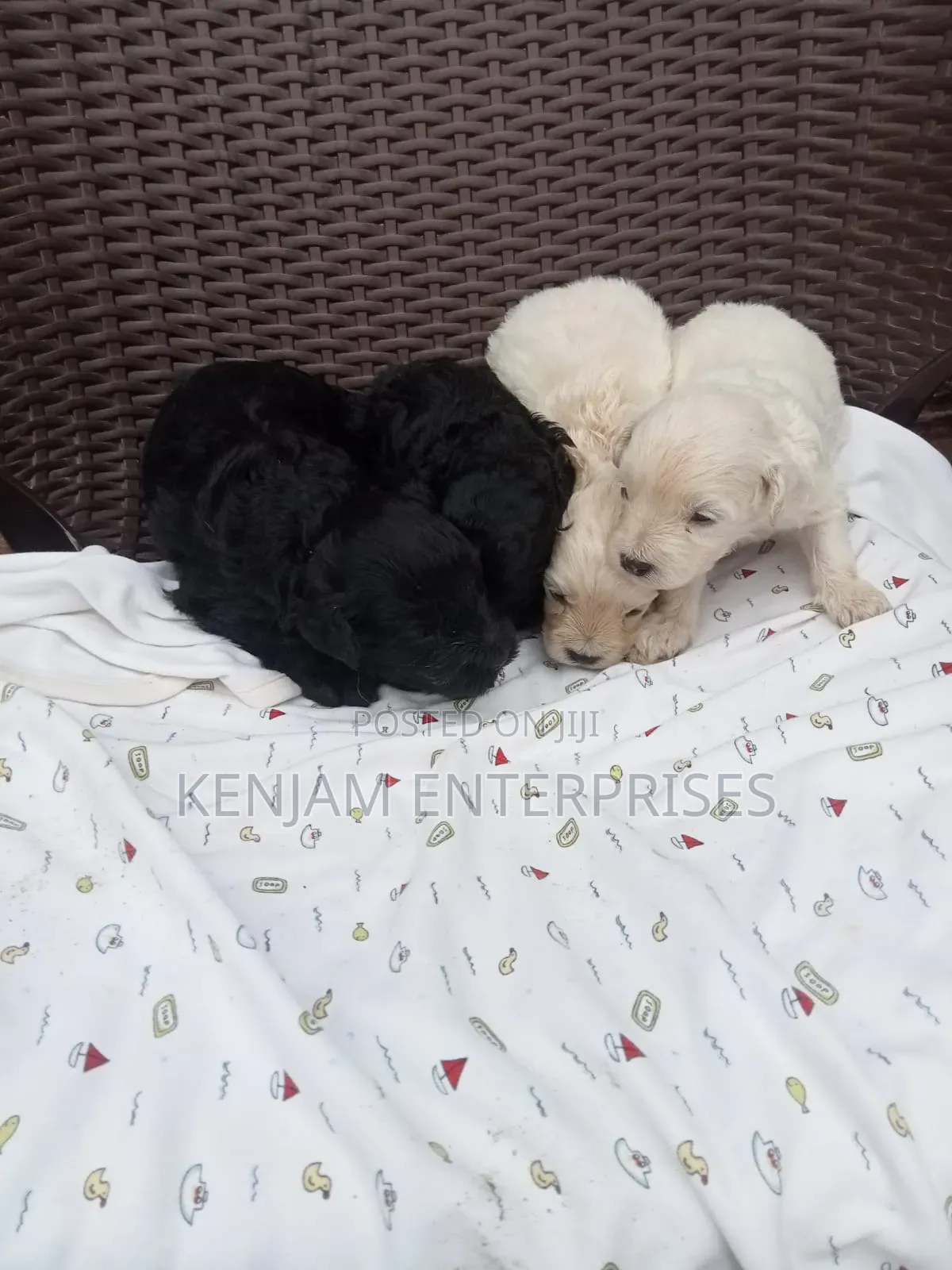 1-3 months Female Purebred Labrador Retriever
