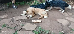 6-12 months Female Mixed Breed Golden Retriever