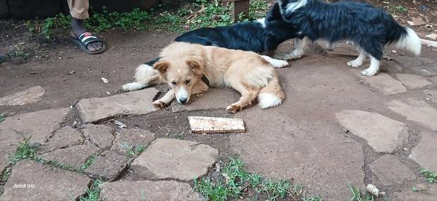 6-12 months Female Mixed Breed Golden Retriever - main view