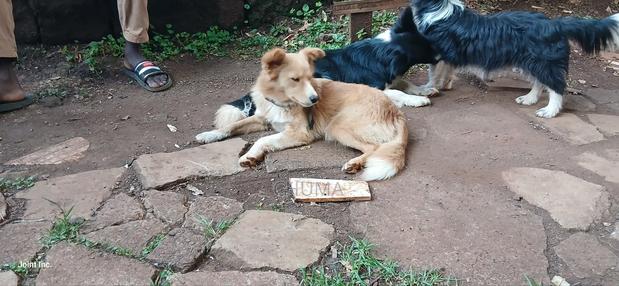 6-12 months Female Mixed Breed Golden Retriever - thumbnail 2