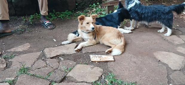 6-12 months Female Mixed Breed Golden Retriever - thumbnail 3