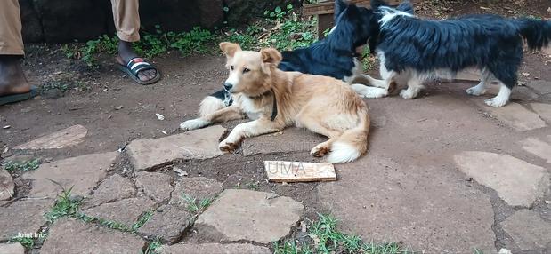 6-12 months Female Mixed Breed Golden Retriever - thumbnail 4