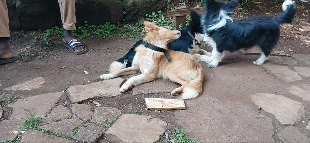 6-12 months Female Mixed Breed Golden Retriever - thumbnail 5