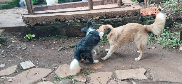 6-12 months Female Mixed Breed Golden Retriever - thumbnail 6