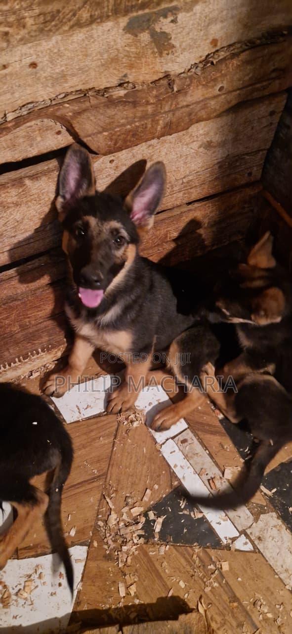 1-3 months Male Purebred German Shepherd