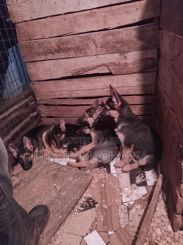 1-3 months Male Purebred German Shepherd - thumbnail 2
