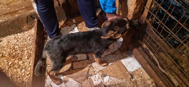 1-3 months Male Purebred German Shepherd - thumbnail 3