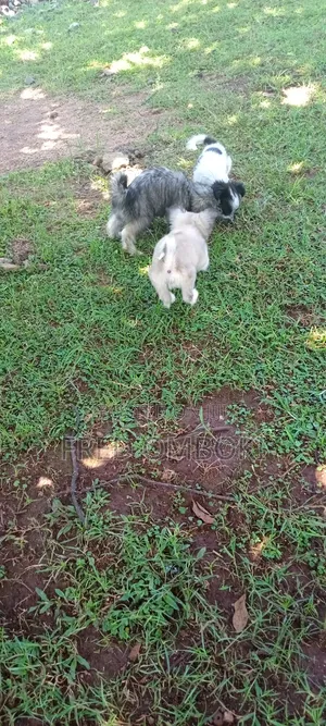 3-6 months Male Mixed Breed Japanese Spitz