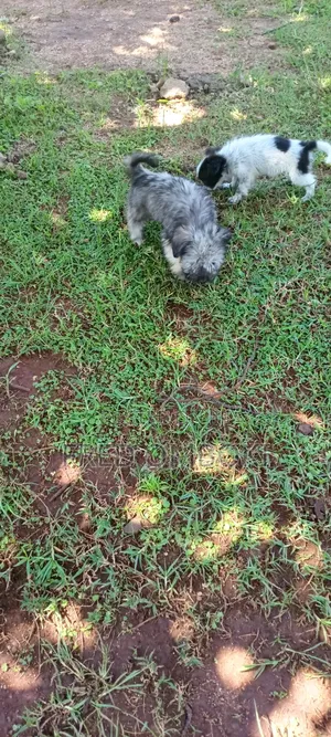 3-6 months Male Mixed Breed Japanese Spitz