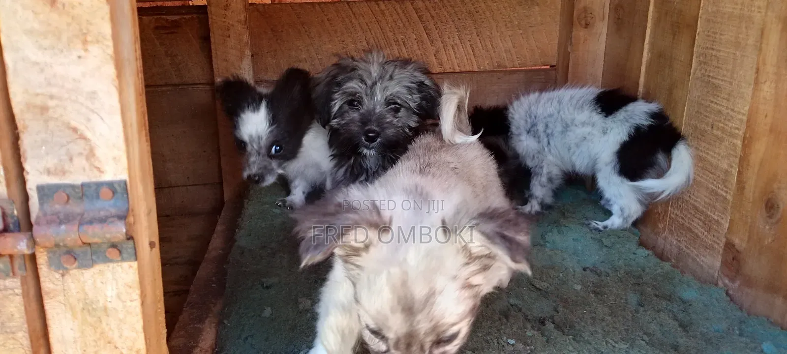 3-6 months Male Mixed Breed Japanese Spitz
