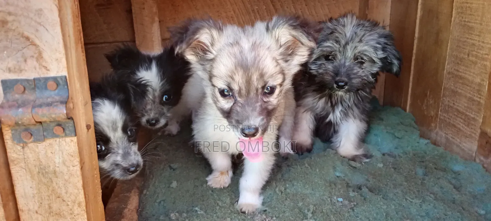 3-6 months Male Mixed Breed Japanese Spitz
