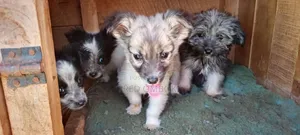 3-6 months Male Mixed Breed Japanese Spitz