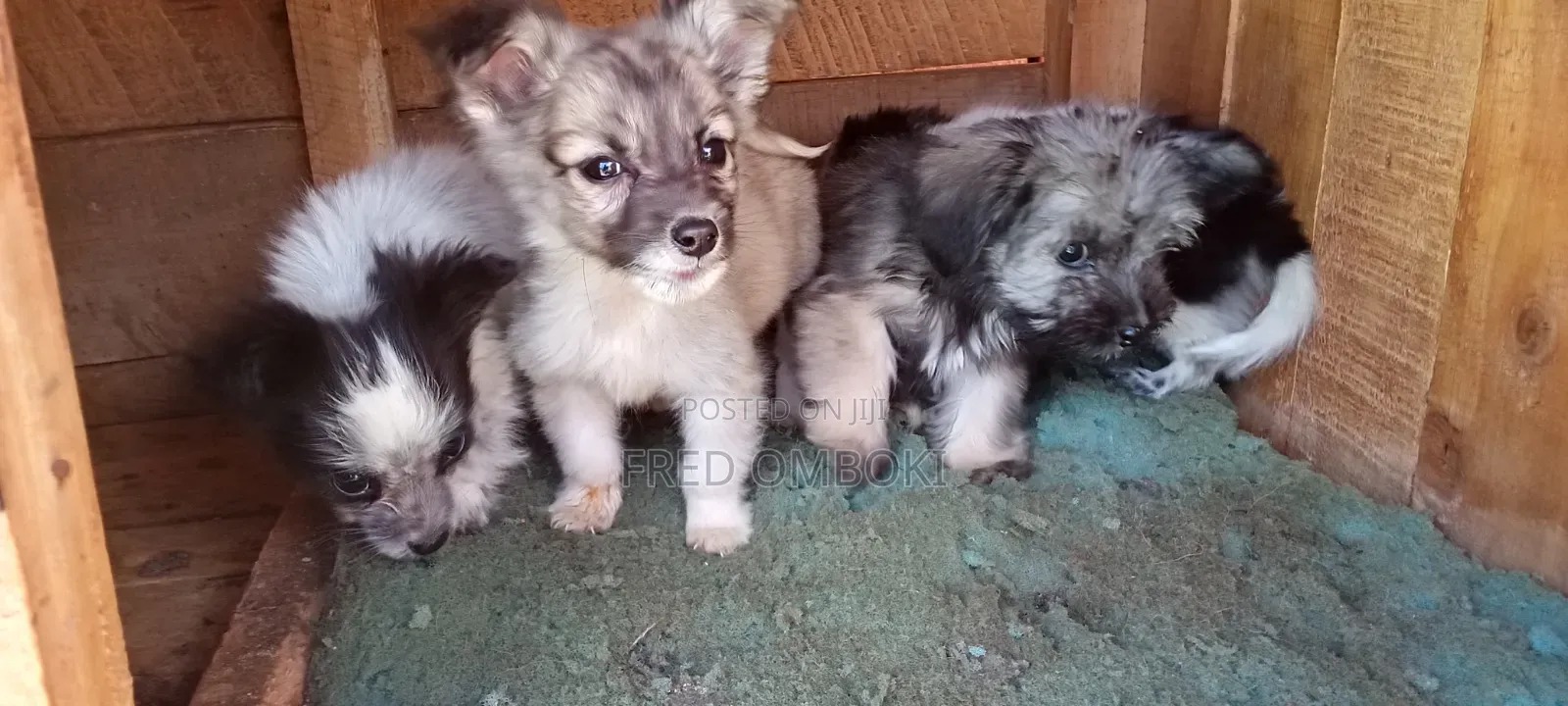 3-6 months Male Mixed Breed Japanese Spitz