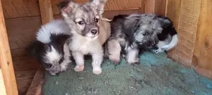3-6 months Male Mixed Breed Japanese Spitz