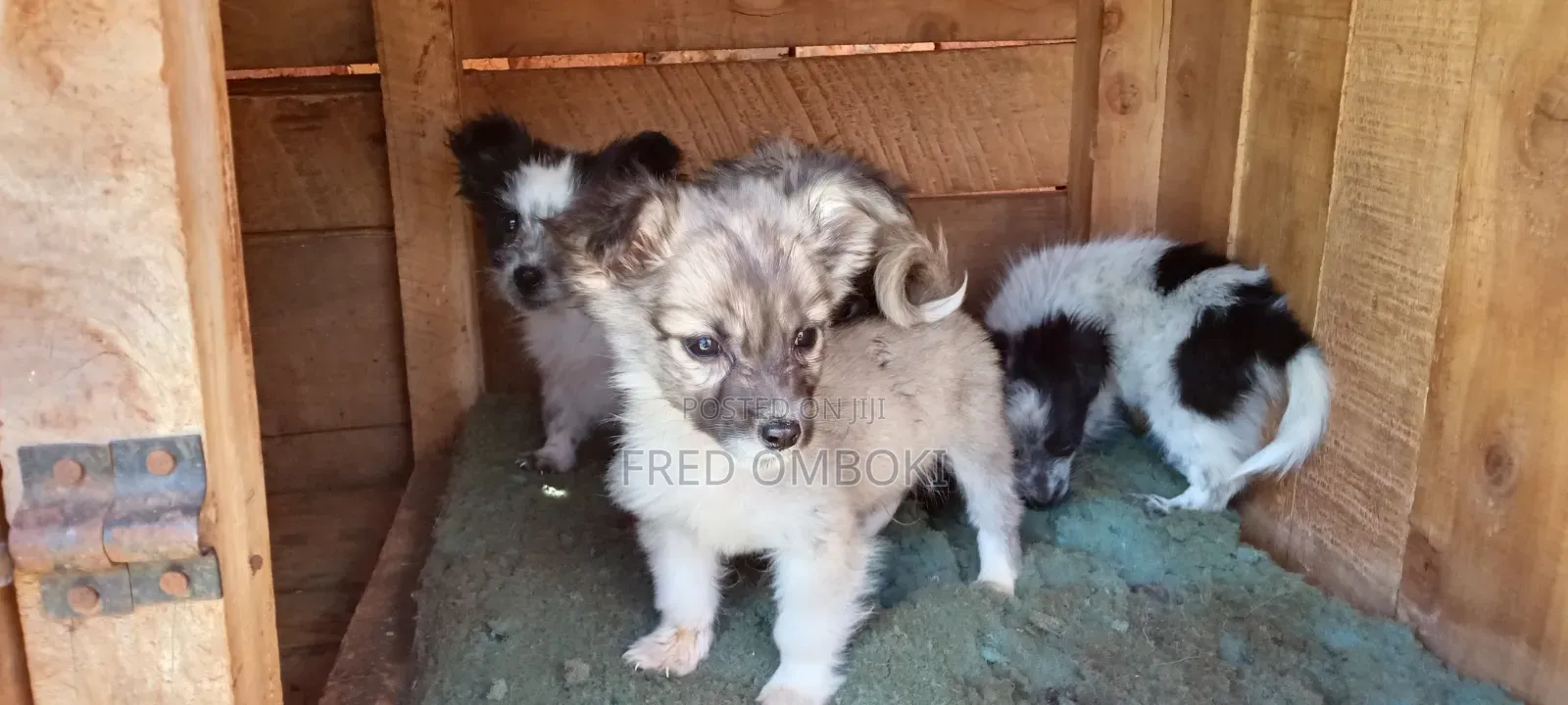 3-6 months Male Mixed Breed Japanese Spitz