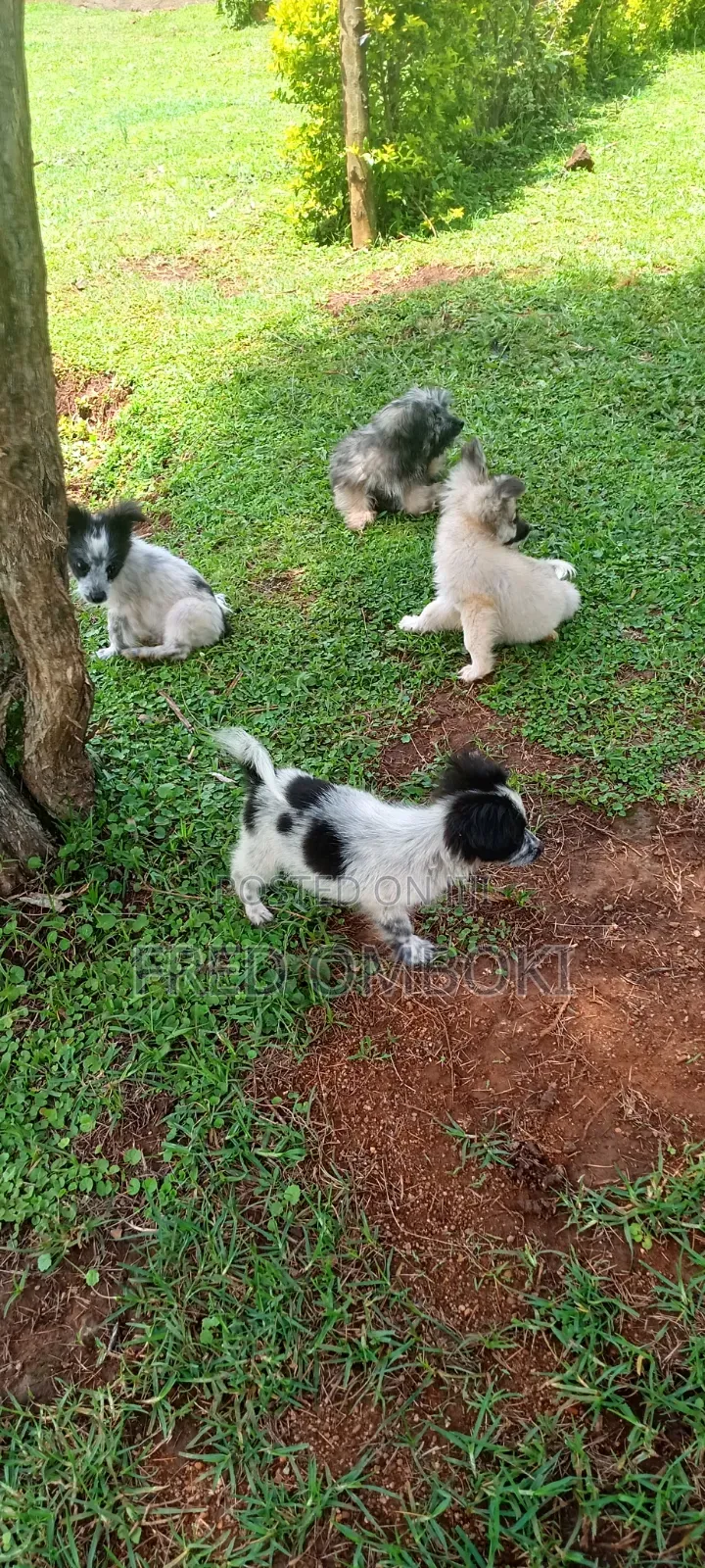 3-6 months Male Mixed Breed Japanese Spitz