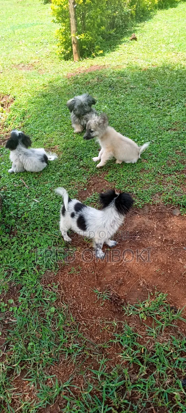 3-6 months Male Mixed Breed Japanese Spitz