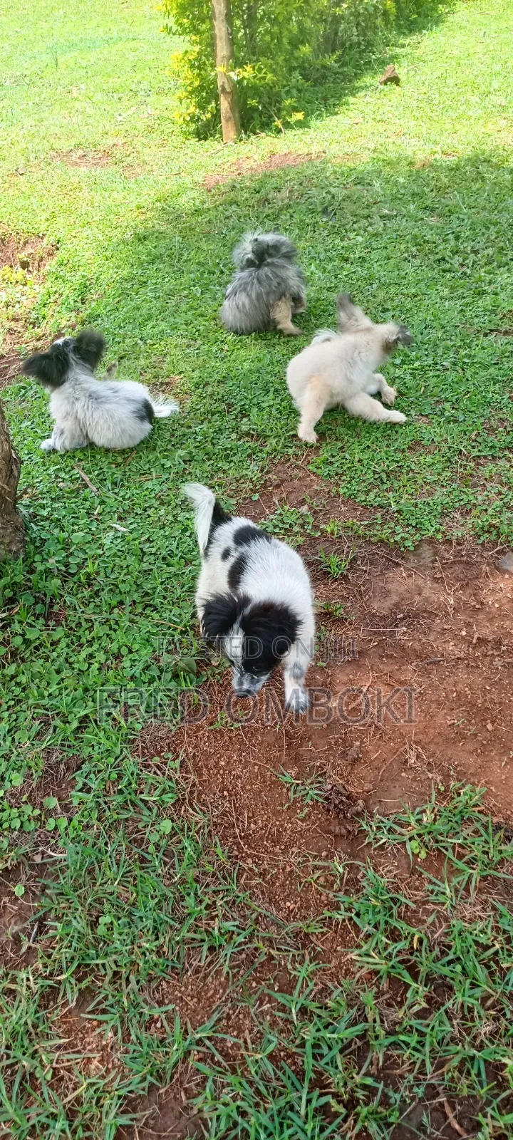 3-6 months Male Mixed Breed Japanese Spitz
