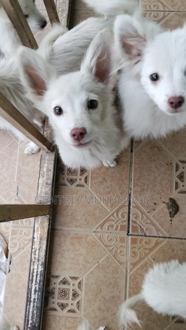 3-6 months Male Mixed Breed Golden Retriever - main view