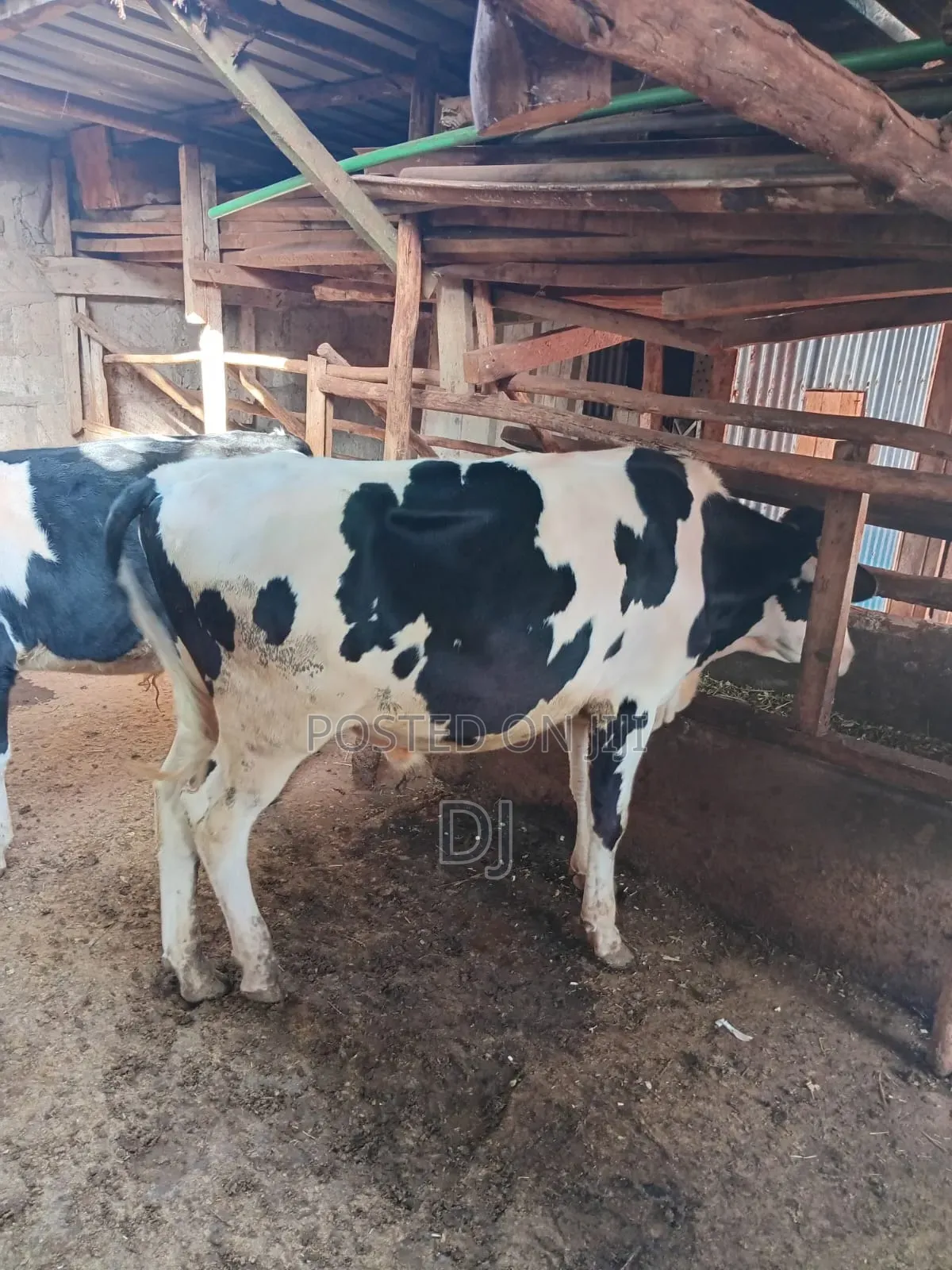 Hostein Freshian Cattle