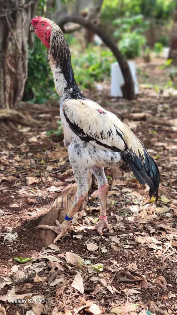 Male Kuchi Chicken