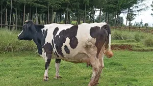 Mali Moto Frisian