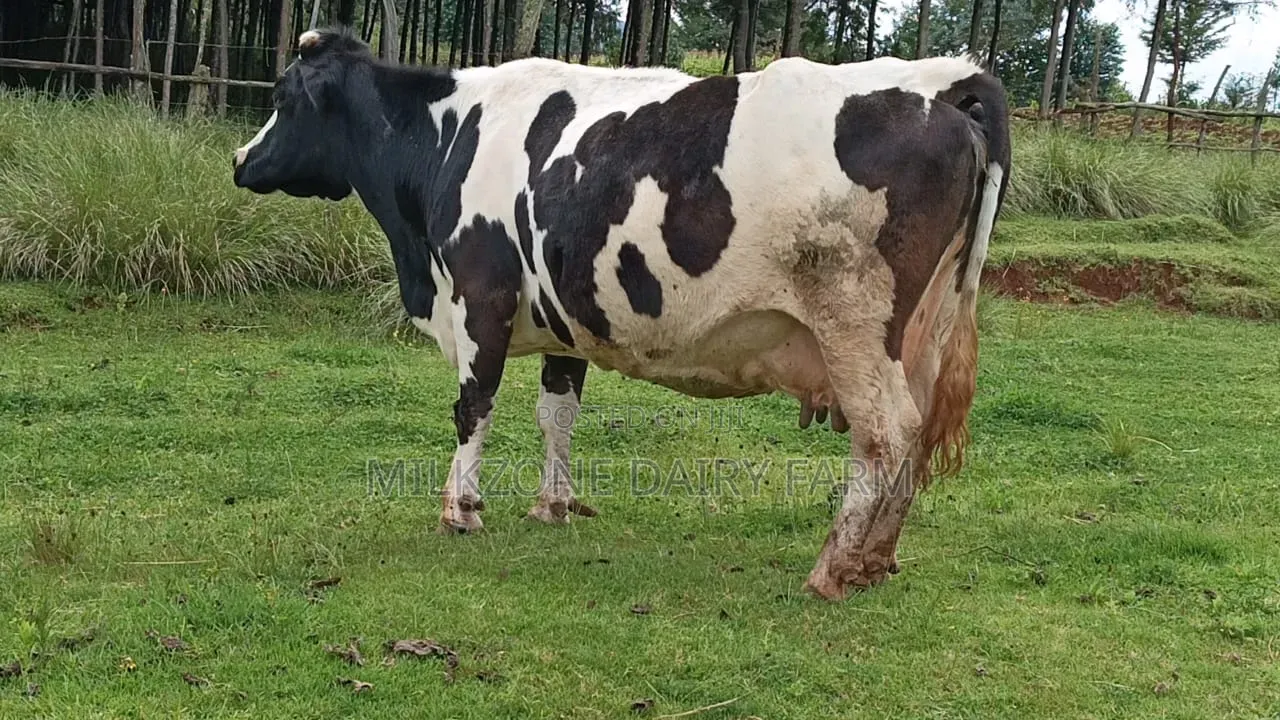 Mali Moto Frisian