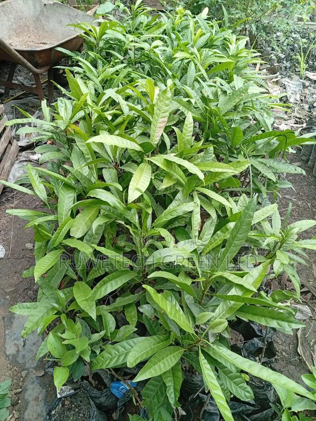Egg Fruit Seedlings