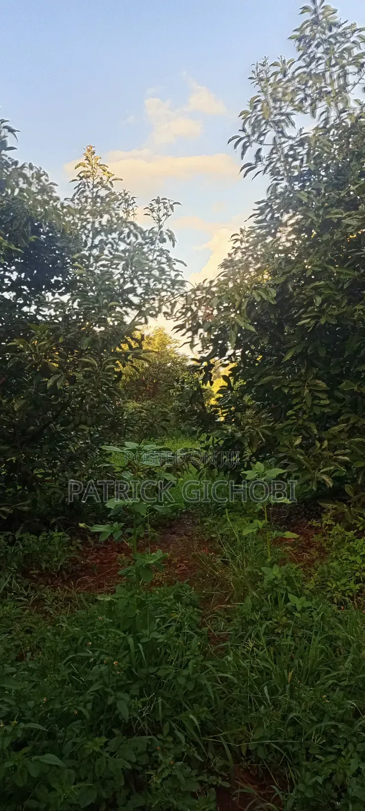 3 Acres Fully Developed With Mature Avocados Trees