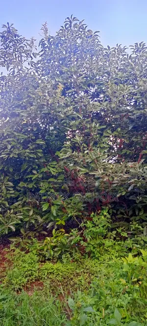 3 Acres Fully Developed With Mature Avocados Trees