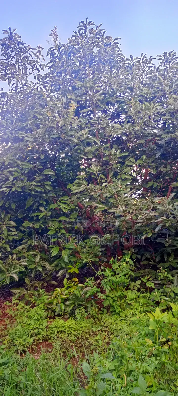 3 Acres Fully Developed With Mature Avocados Trees