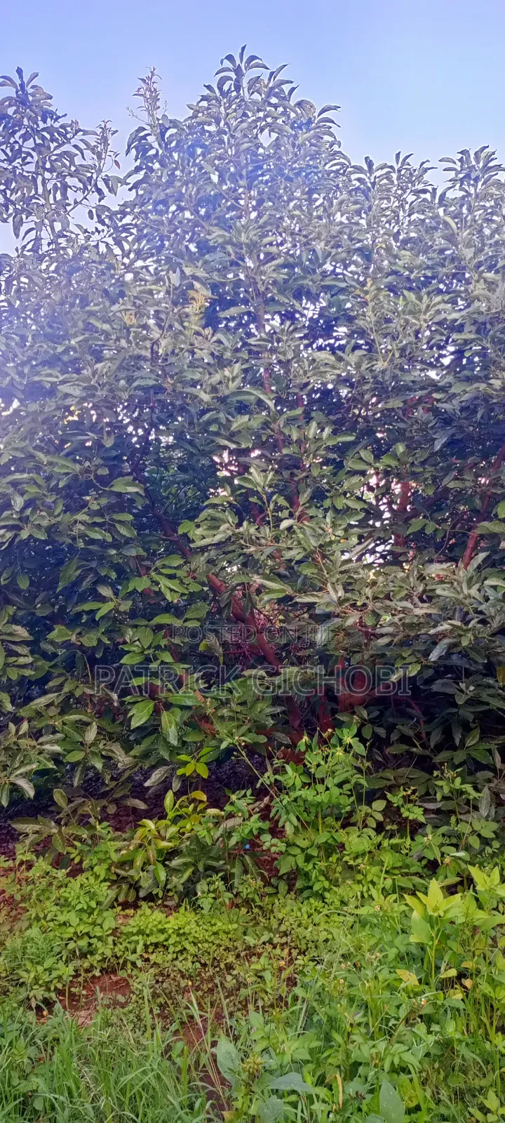 3 Acres Fully Developed With Mature Avocados Trees
